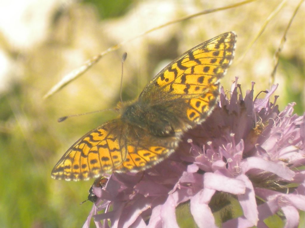 Boloria pales, femmina